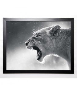 BRAUN STUDIO Image encadrée Lionne 57x77 cm Gris