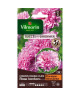 VILMORIN Cosmos Double Click rose bonbon