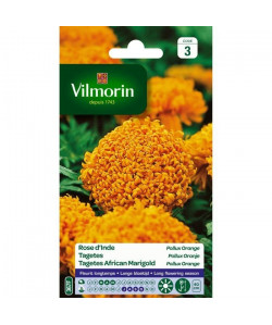 VILMORIN Rose d\'Inde Pollux orange