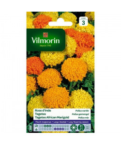 VILMORIN Rose d\'Inde Pollux variée