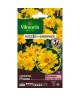 VILMORIN Coreopsis presto