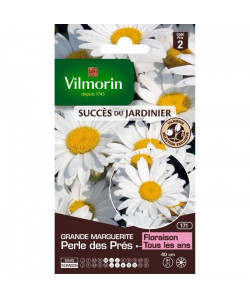 VILMORIN Chrysantheme grande marguerite Little Princess