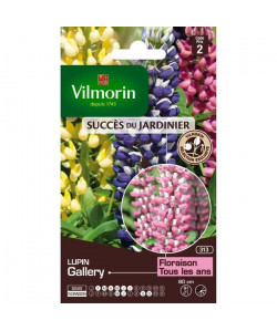 VILMORIN Lupin Gallery