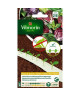 VILMORIN Ruban mélange graines de Chicorées  2 x 2,5 m