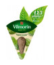 VILMORIN Graines de basilic