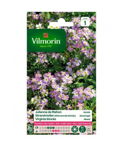 VILMORIN Julienne de Mahon variée