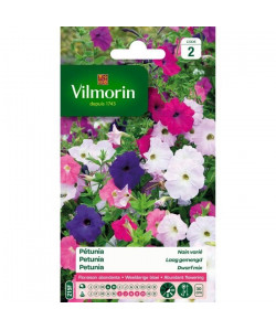 VILMORIN Petunia nain varié