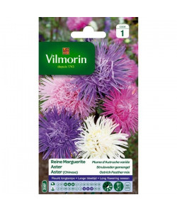 VILMORIN Reine marguerite Plume d\'Autruche variée