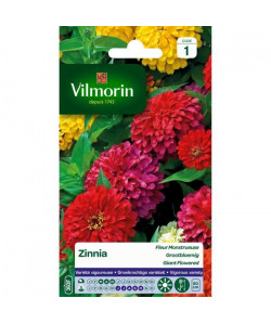 VILMORIN Zinnia a fleur monstrueuse varie