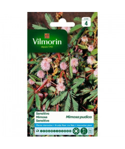 VILMORIN Sachet graines de Mimosa PUDICA SENSITIVE