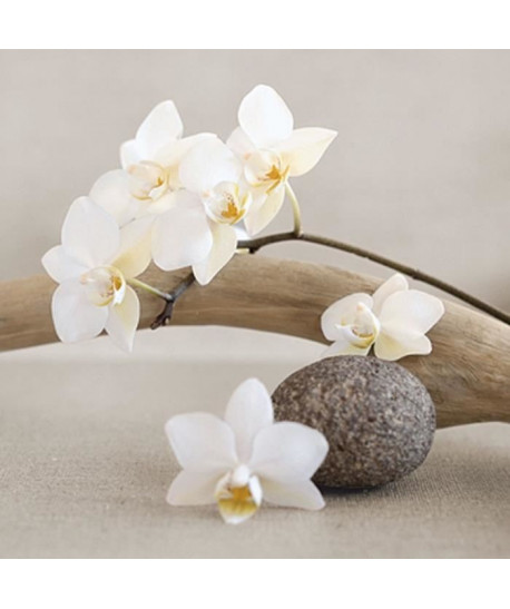 Affiche papier   White orchid    Chatelain    30x30 cm