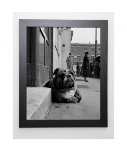 GAY Image encadrée Lazy Bulldog at Camden Town  47x57 cm  Gris