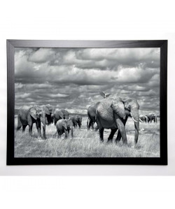 MARINA CANO Image encadrée Elephants of Kenya 67x87 cm Gris