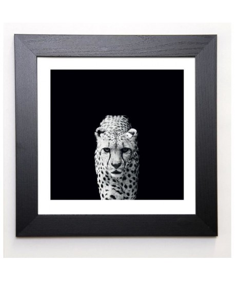 NICOLAS EVARISTE Image encadrée Acinonyx Jubatus 37x37 cm Noir