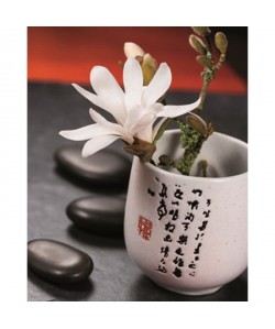 ZEN Affiche papier Composition Zen : Magnolia Stella  24x30 cm