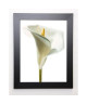 PHOTOGRAPHY COLLECTION Image encadrée Lily in Bloom 1  37x47 cm  Blanc