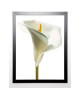 PHOTOGRAPHY COLLECTION Image encadrée Lily in Bloom I 67x87 cm Blanc