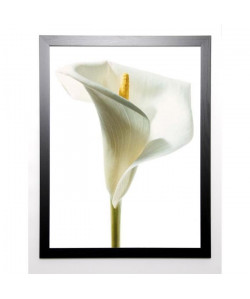 PHOTOGRAPHY COLLECTION Image encadrée Lily in Bloom I 67x87 cm Blanc