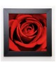 PINSARD Image encadrée Red Rose 37x37 cm Rouge