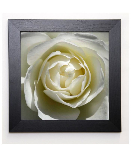 PINSARD Image encadrée White Rose 37x37 cm Blanc