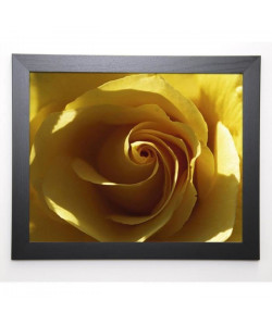 PINSARD Image encadrée Yellow Rose 47x57 cm Jaune