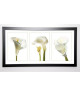 PRISMA Image encadrée Calla Lilies 57x107 cm Blanc