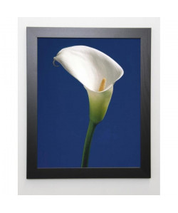 SEDGWICK Image encadrée Calla on Blue II  47x57 cm  Bleu