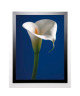 SEDGWICK Image encadrée Calla on Blue I 67x87 cm Bleu