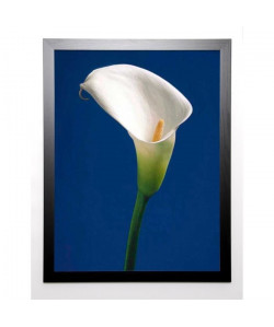 SEDGWICK Image encadrée Calla on Blue II 67x87 cm Bleu