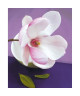 Affiche papier   Composition Zen : Fleur de Magnolia   Beyler    40x50 cm