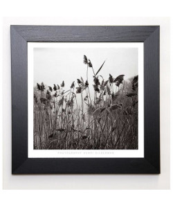 SILBERMAN Image encadrée Prospect Lake Grasses 37x37 cm Gris