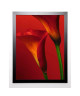 STRAW Image encadrée Red Calla Lilies 67x87 cm Rouge