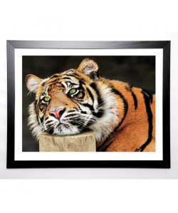 WALLBANK Image encadrée Lazy Tiger 67x87 cm Multicolore