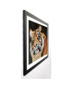 WALLBANK Image encadrée Lazy Tiger 67x87 cm Multicolore