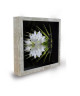 Tableau déco cadre vitrine 20x20  Lotus zen