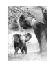 Tableau déco image Mat Glossy Savane Elephant Bebe   50 x 70 cm