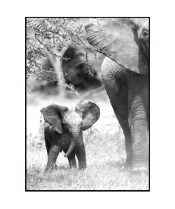 Tableau déco image Mat Glossy Savane Elephant Bebe   50 x 70 cm