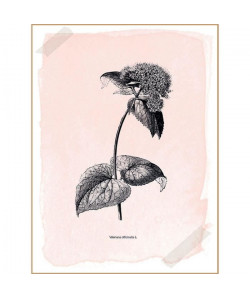 Tableau déco printbox Herbarium Rose  30 x 40 cm