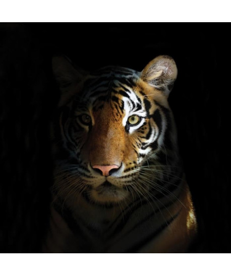 Tableau Glass\'Art  80 x 80 cm  Tigre du Bengal