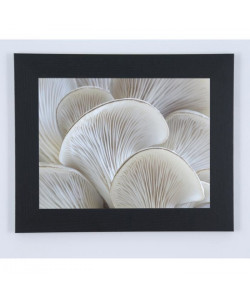 Image encadrée Champignons blancs  57 x 77 cm