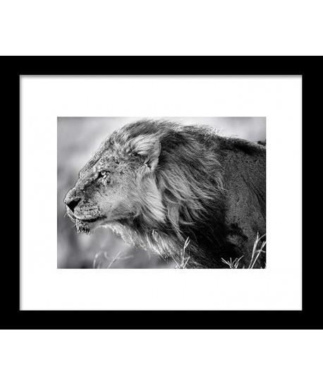 Image encadrée Lion B and W 28x33 cm gris