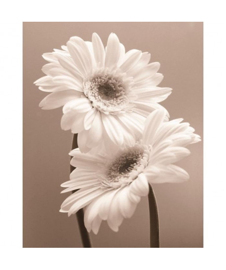 Affiche papier   Two Daisies   Butler   40x50 cm