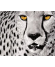 Affiche papier   White Cheetah   Sette   40x50 cm