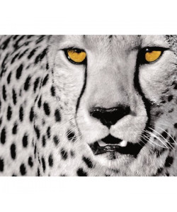 Affiche papier   White Cheetah   Sette   40x50 cm