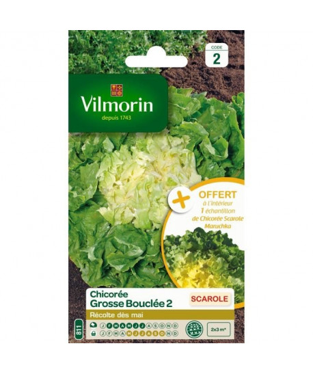 VILMORIN Chicorée scarole Grosse boucle 2