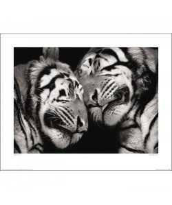 Affiche papier  Marino Cano (Sleeping Tigers)  40x50 cm