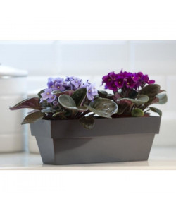 Jardiniere 10x25 Cm Collection LIMITED  Anthracite