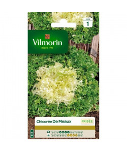 VILMORIN Chicorée frisée De Meaux