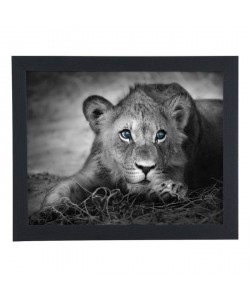 Image encadrée Lionne avec yeux bleus  67 x 87 cm